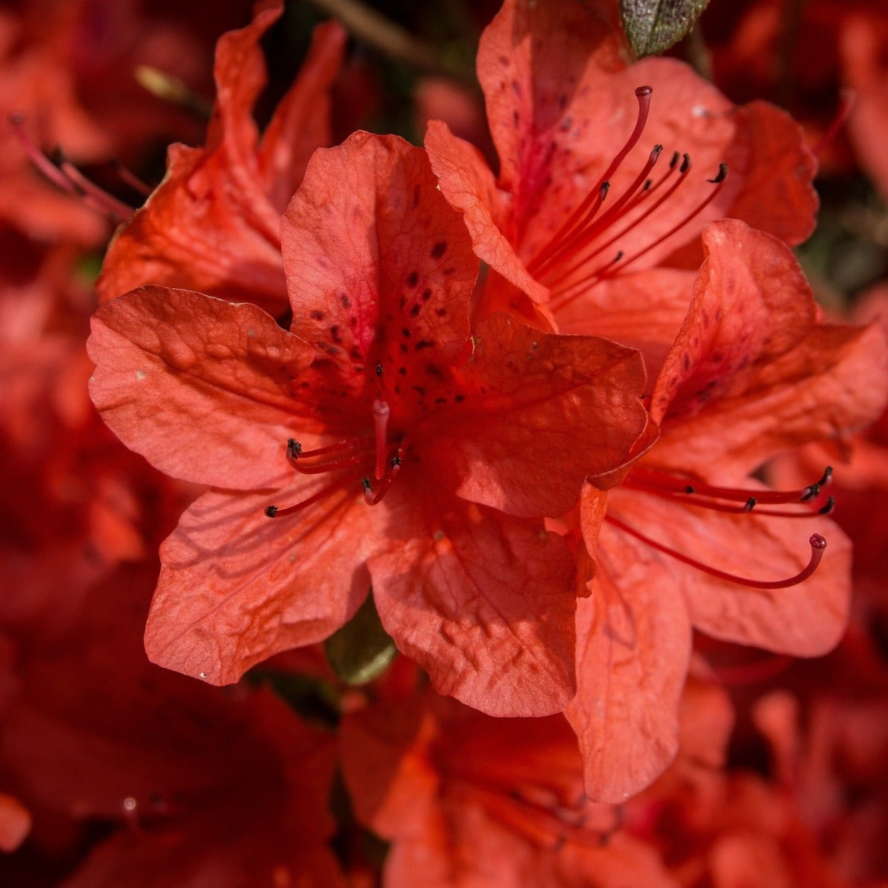 Azalée Mollis Mary Poppins - Volume 3L / 30-40cm