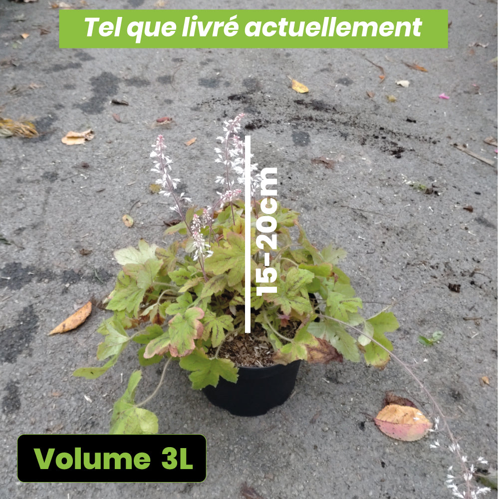 Heucherella Sunrise Falls - Volume 3L / 15-20cm