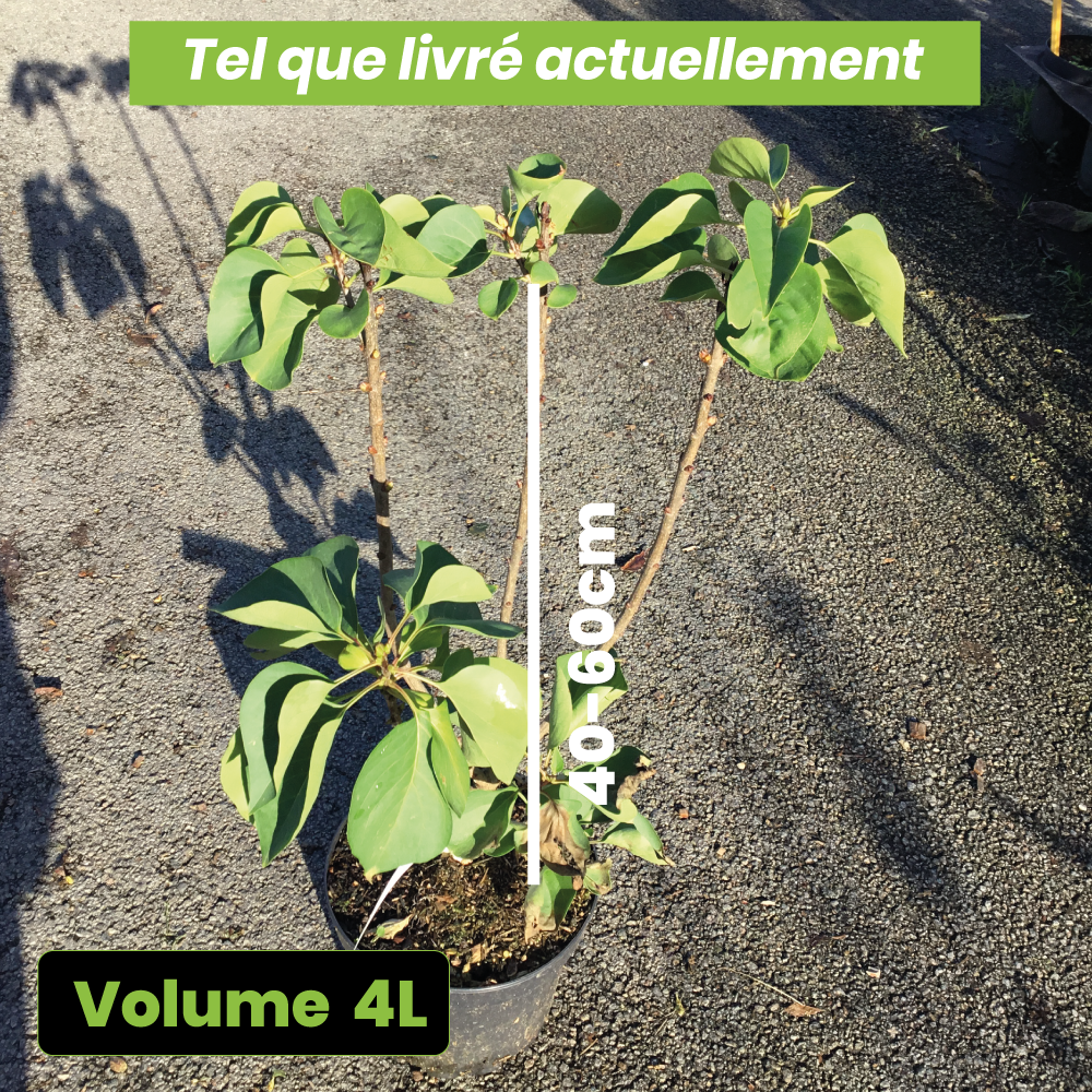 Syringa President Grevy - Volume 4L / 40-60cm
