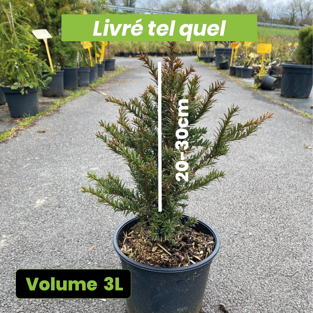 Taxus baccata