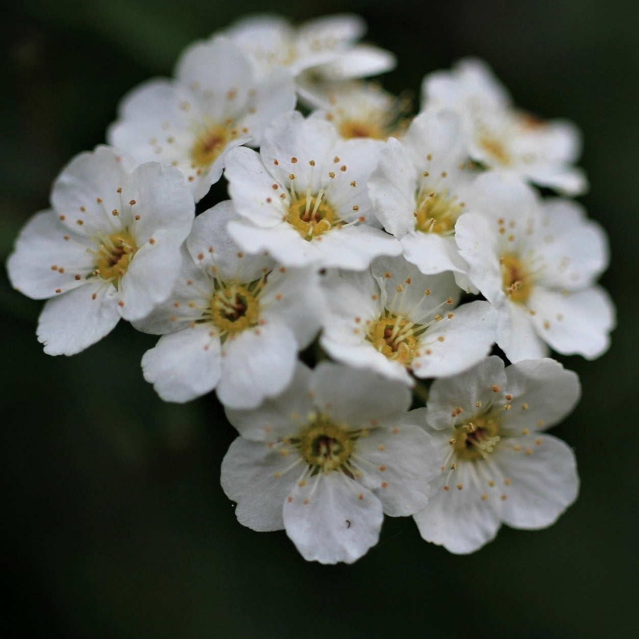 Spiraea Thunbergii Fujimo Pink - Spirée de Thunberg - Volume 3L / 40-60cm