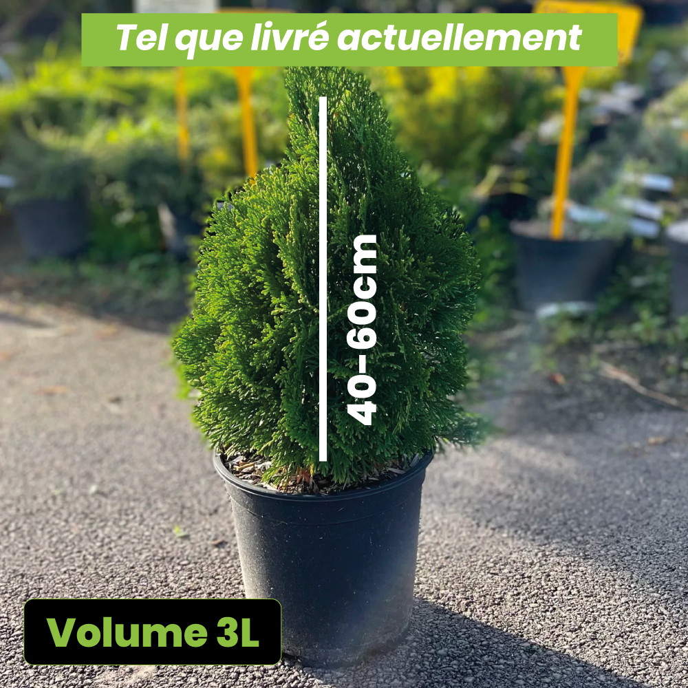 Thuya occidentalis "emeraude" - Volume 3L / 40-60cm
