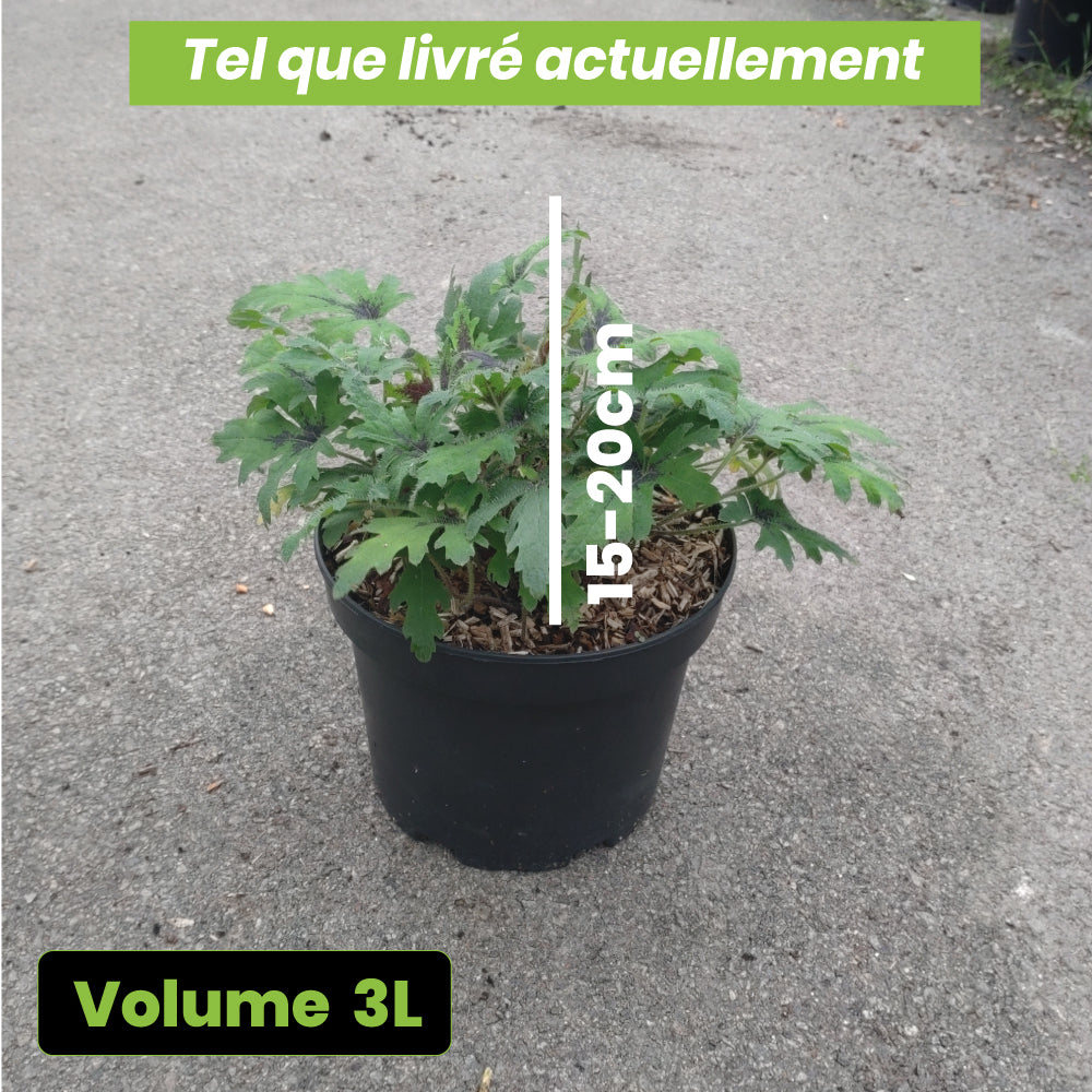 Tiarrella Timbuktu - Volume 3L / 15-20cm