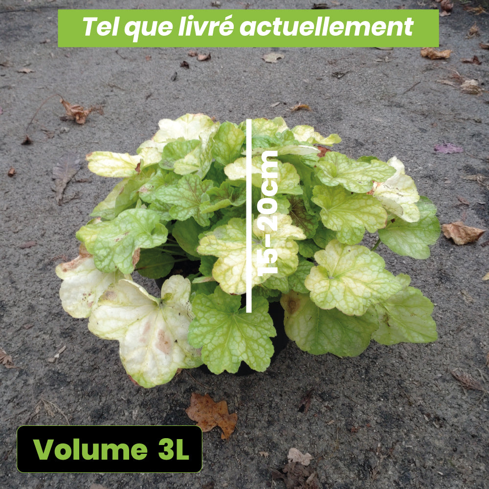 Heuchera Tiramisu - Volume 3L / 15-20cm