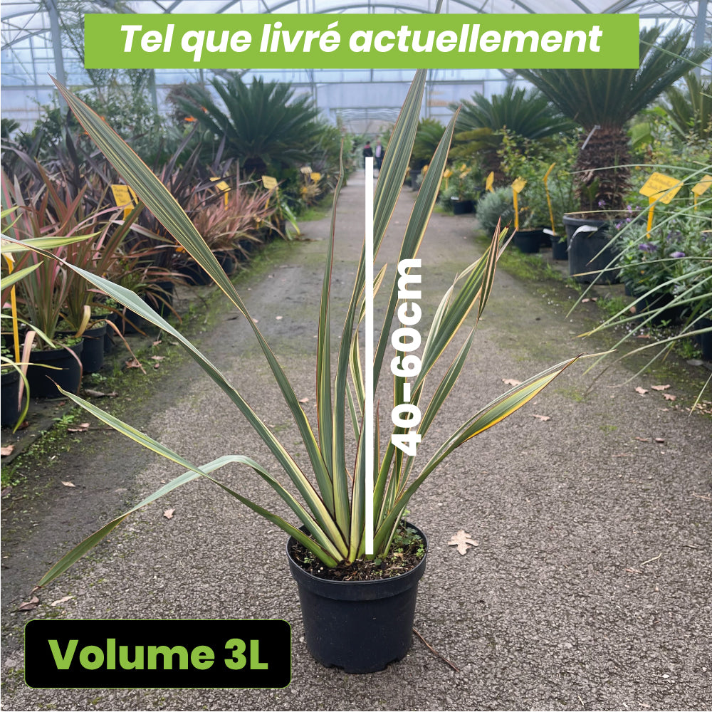 Phormium tricolor - Volume 3L / 40-60cm
