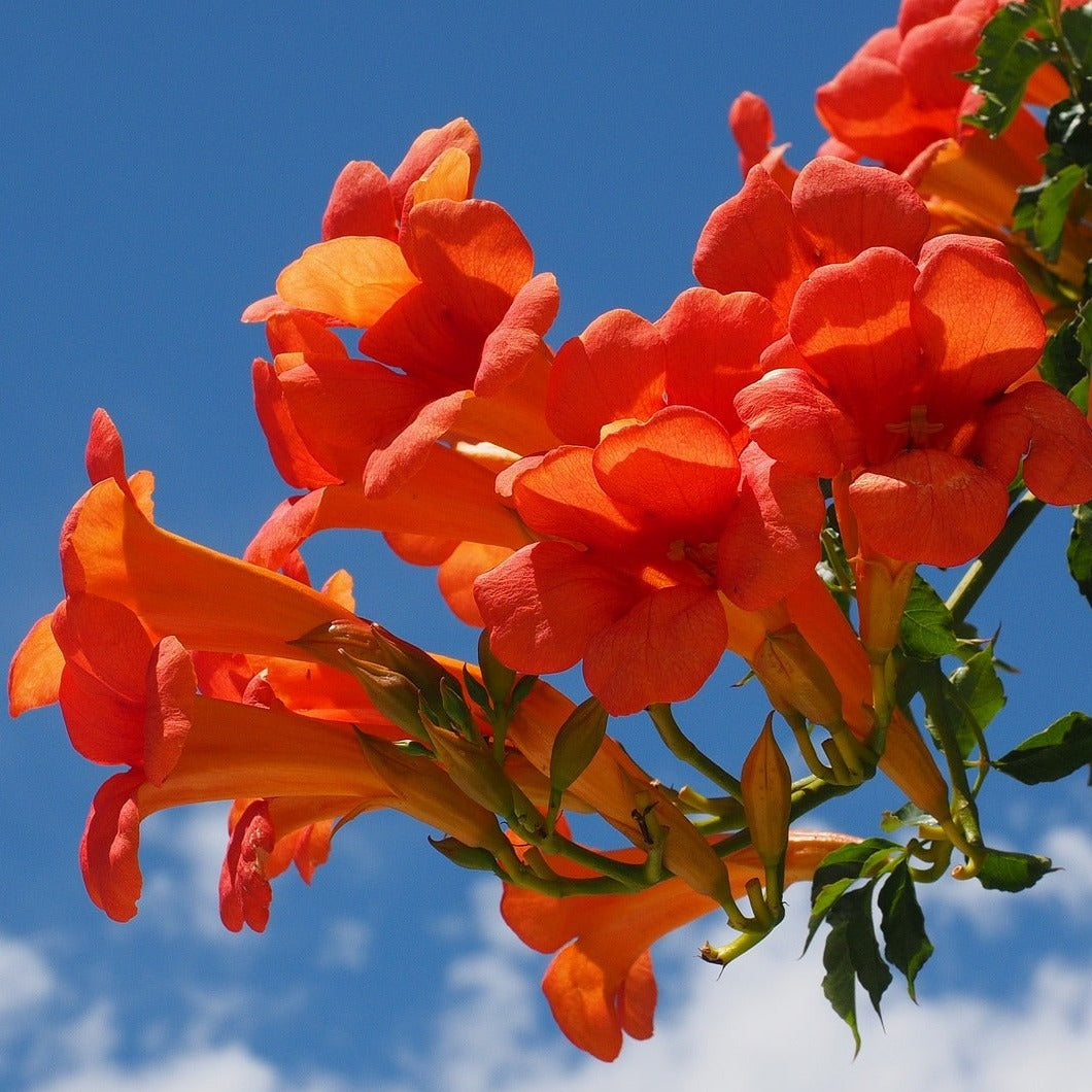 Campsis x tagliabuana "Mme Galen" - Volume 3L / 60-80cm