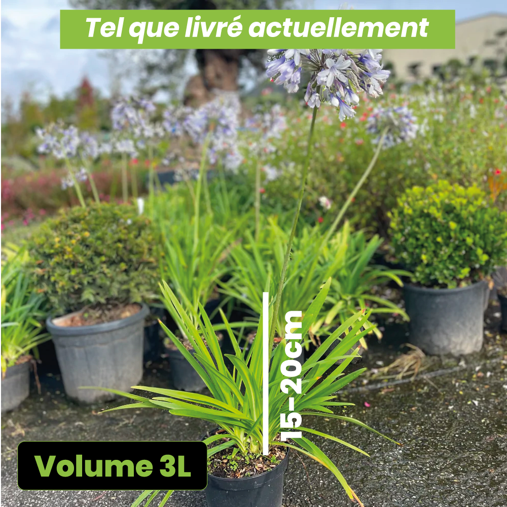Agapanthus x twister - Volume 3L / 15-20cm