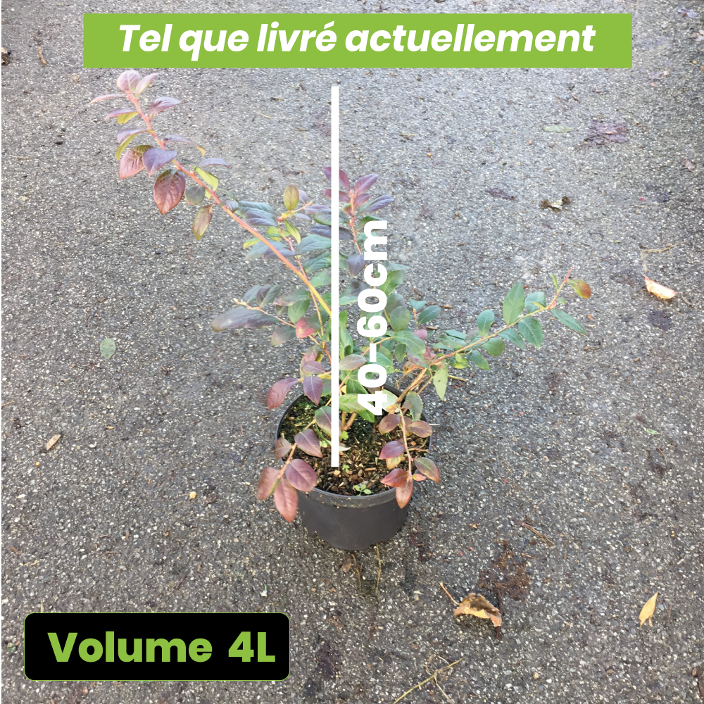 Vaccinium Corymbosum Legacy - Myrtillier compact - Volume 3L / 40-60cm