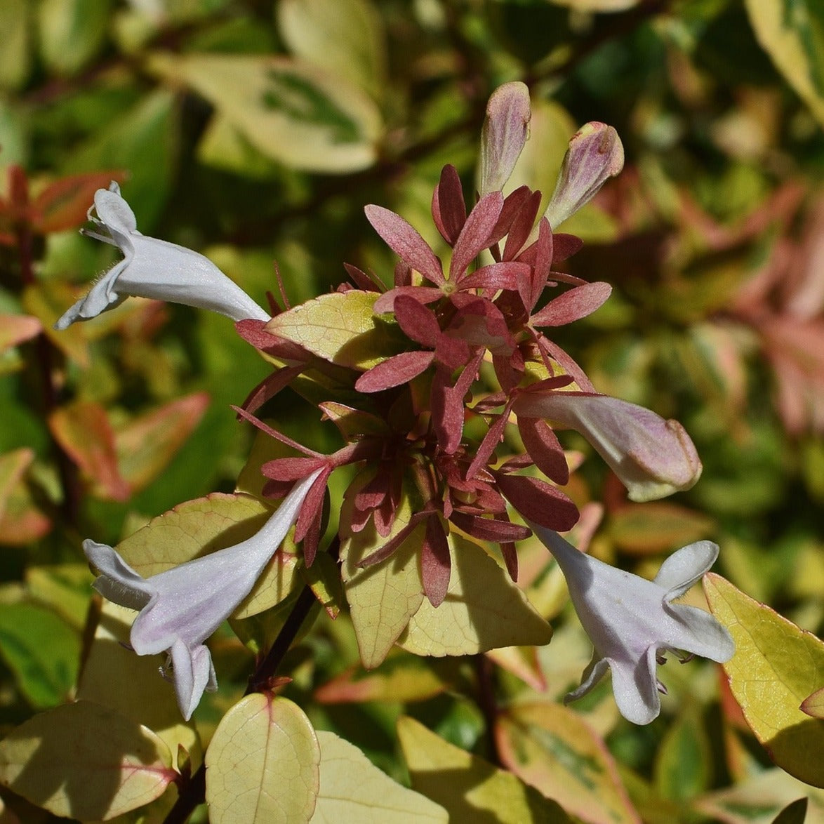 Abelia Grandiflora "Francis Mason" - Volume 3L / 30-50cm