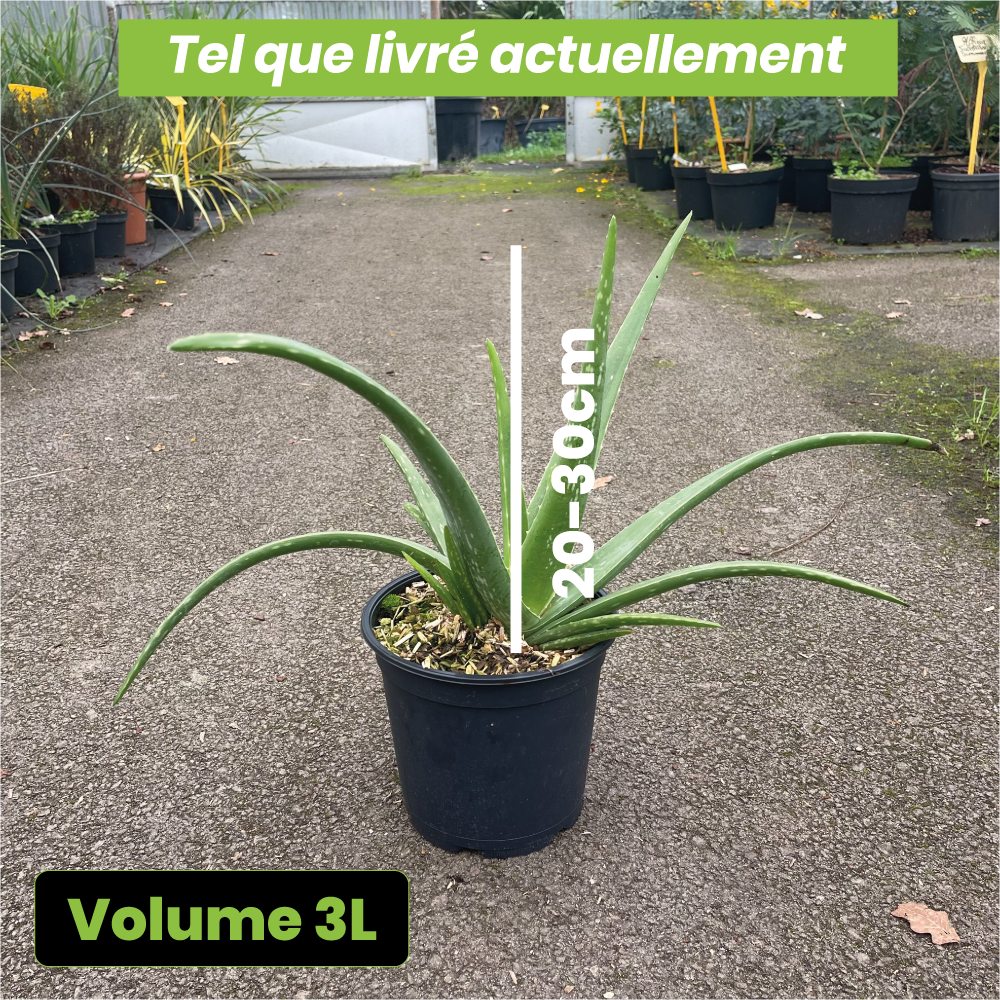 Aloe Vera