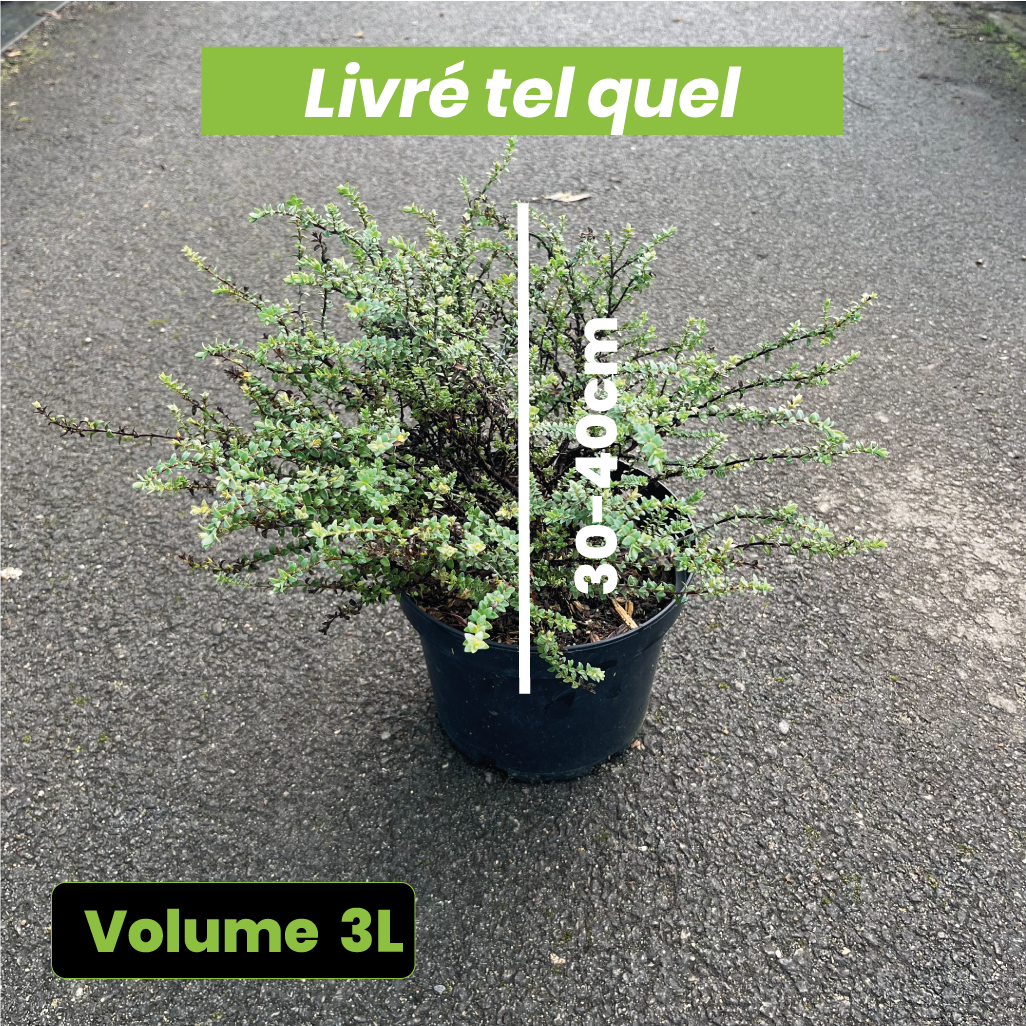 Hebe Pimeleoides Quicksilver - Véronique arbustive - Volume 3L / 30-40cm