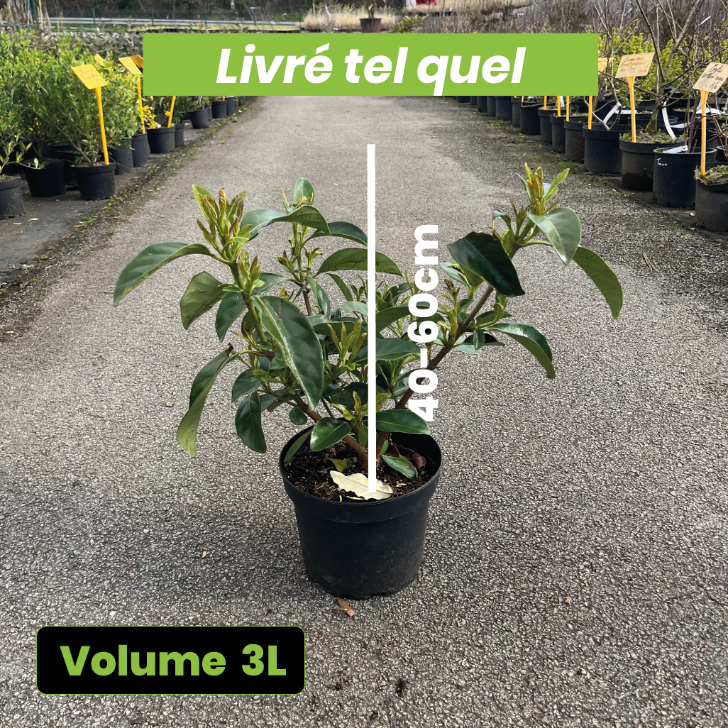 Viburnum Odoratissimum - Viorne odorante - Volume 3L / 40-60cm