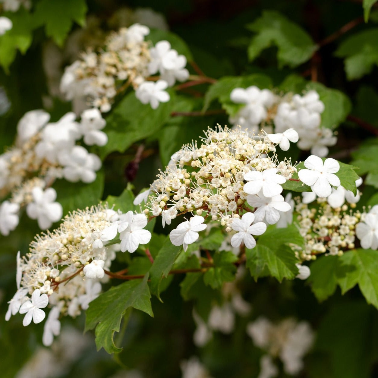 Viburnum Odoratissimum - Viorne odorante - Volume 3L / 40-60cm