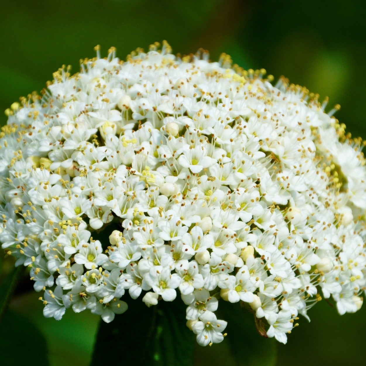 Viburnum Lantana - Viorne lantane - Volume 3L / 30-40cm