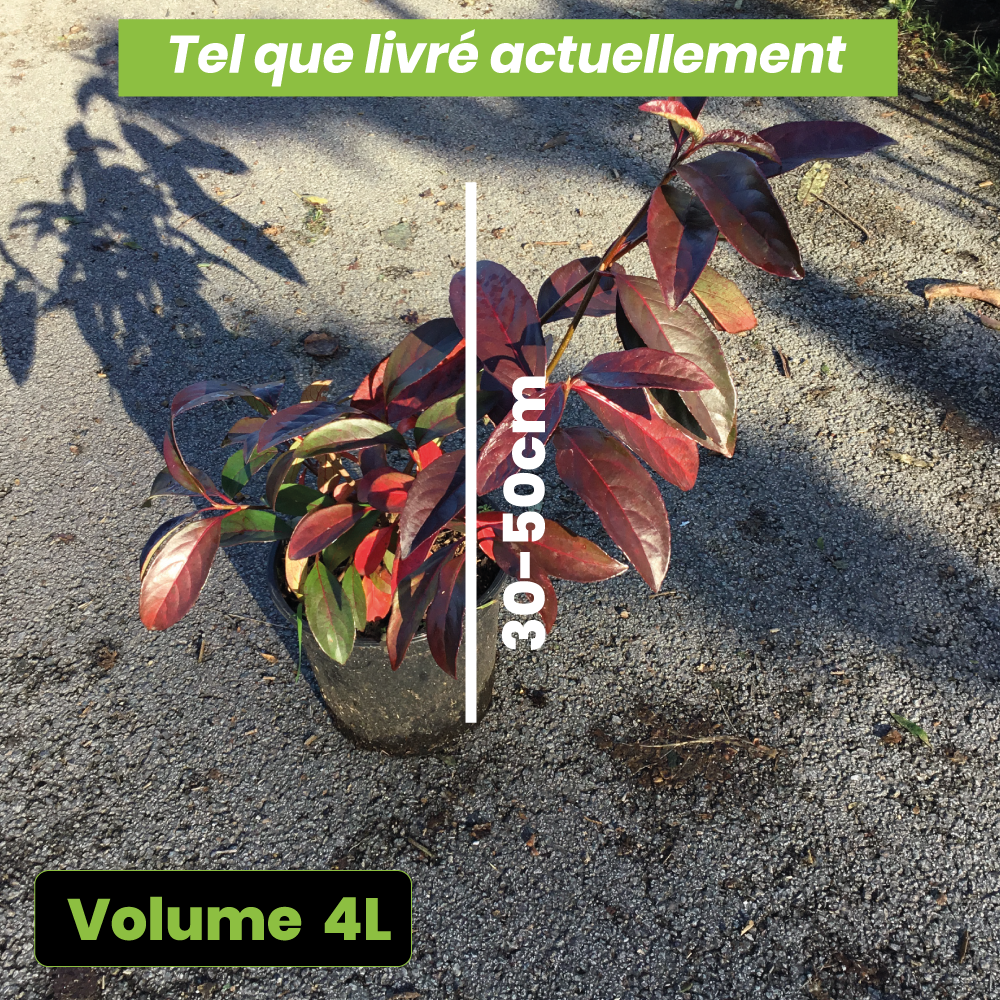 Viburnum Le Bois Marquis - Volume 4L / 30-50cm