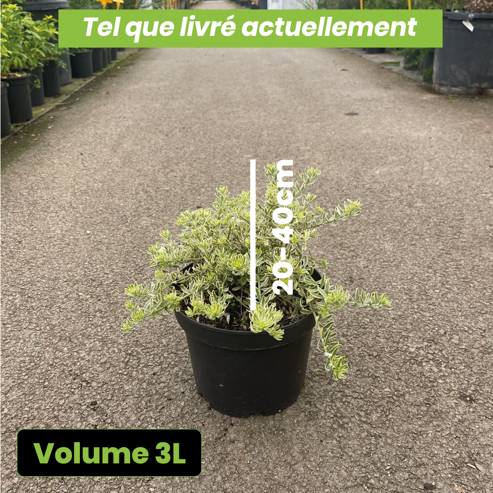Westringia Fruticosa Morninglight - Volume 3L / 20-40cm