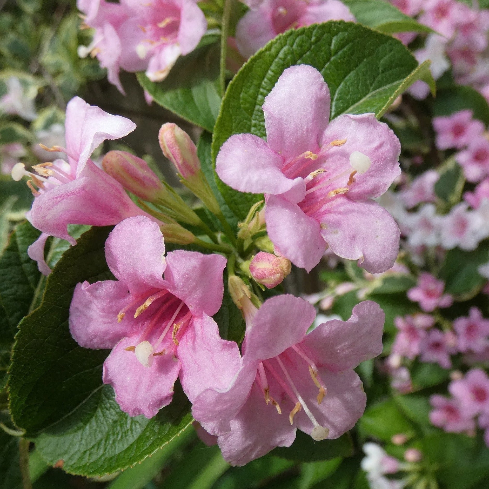 Weigela x Kosteriana "Variegata" - Volume 3L / 30-40cm