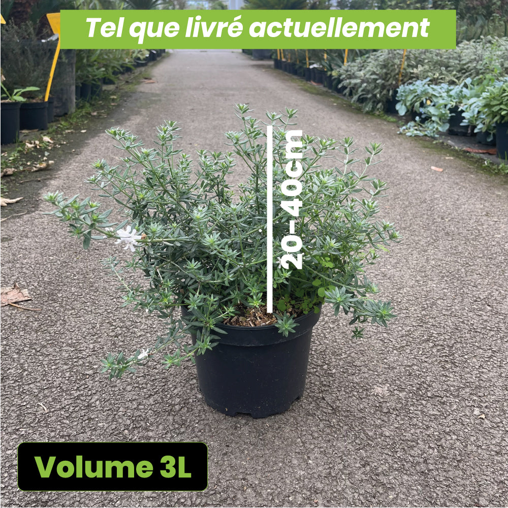 Westringia Fruticosa Alba - Volume 3L / 20-40cm