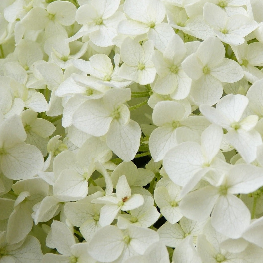Hydrangea Quercifolia Ice Crystal - Hortensia à feuilles de chêne - Volume 4L / 40-60cm