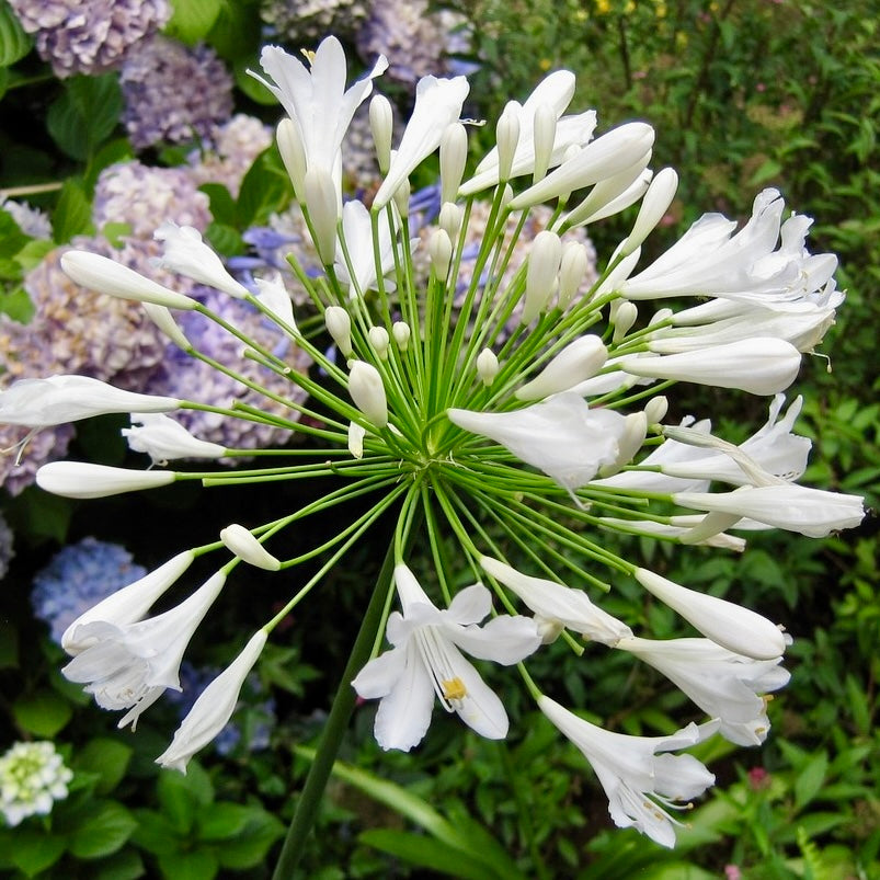 Agapanthus double diamond - Volume 3L / 15-20cm