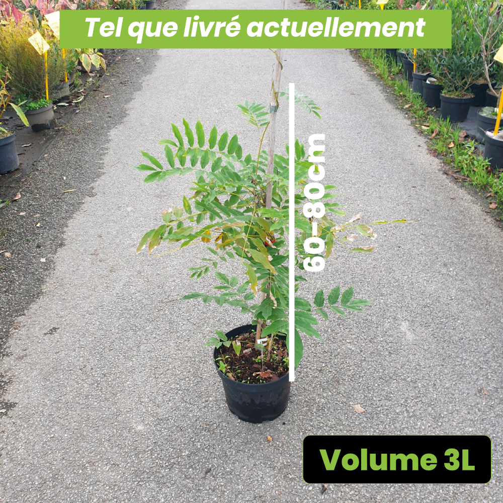 Wisteria Floribunda "Macrobotrys" - Glycine du Japon - Volume 3L / 60-80cm