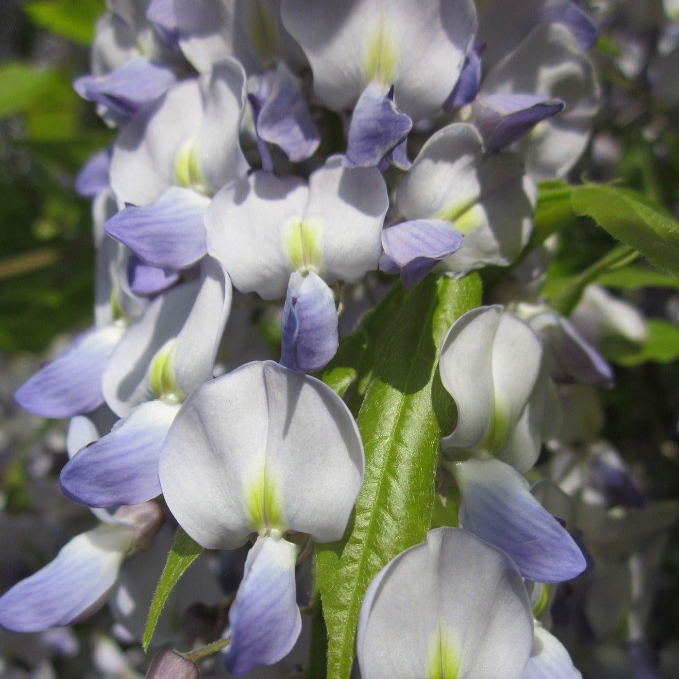 Wisteria Floribunda Alba - Glycine du Japon - Volume 3L / 60-80cm
