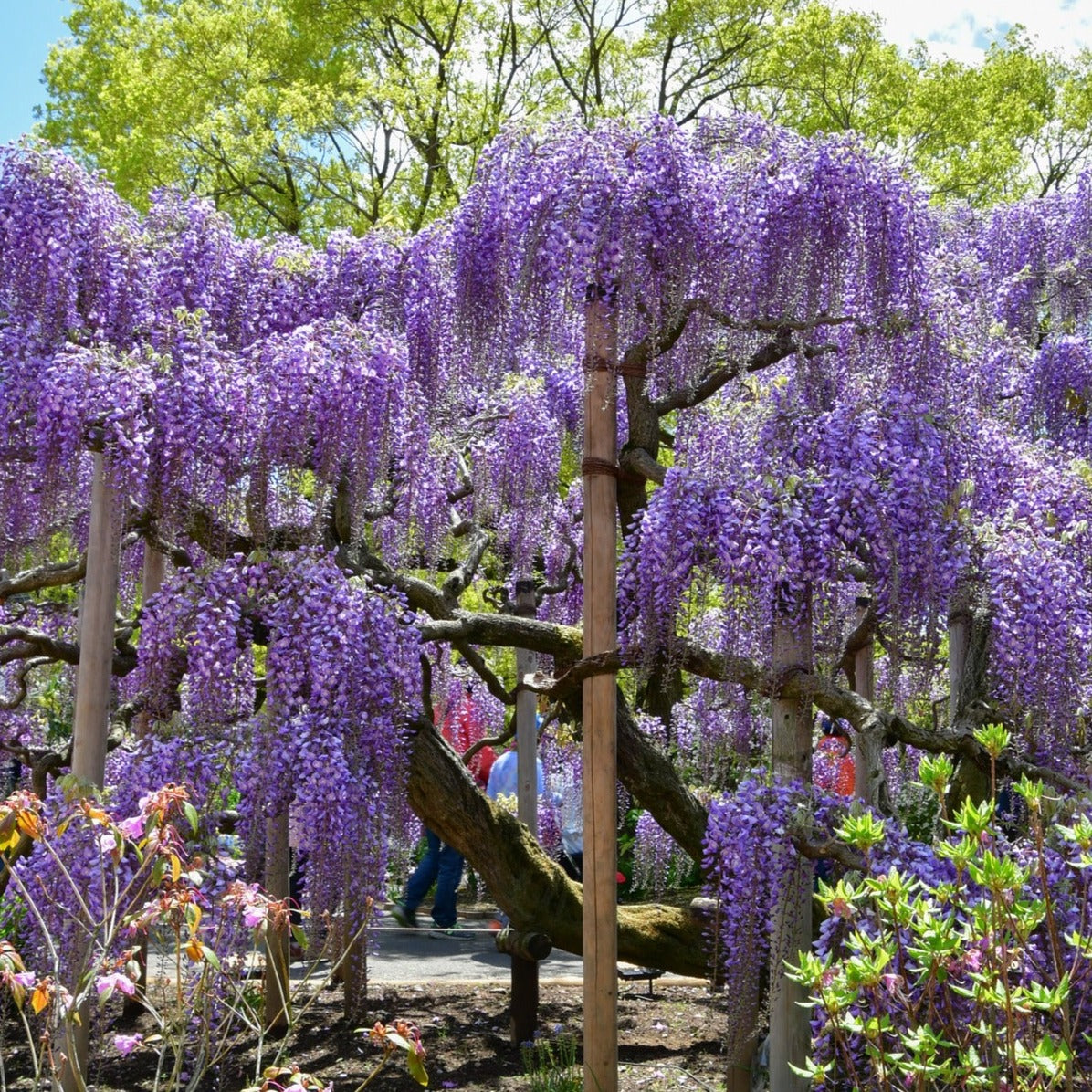 Wisteria Floribunda "Macrobotrys" - Glycine du Japon - Volume 3L / 60-80cm