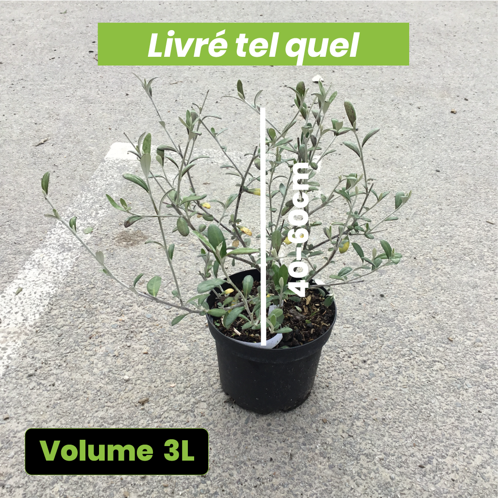 Corokia Virgata Red Wonder - Volume 3L / 30-50cm