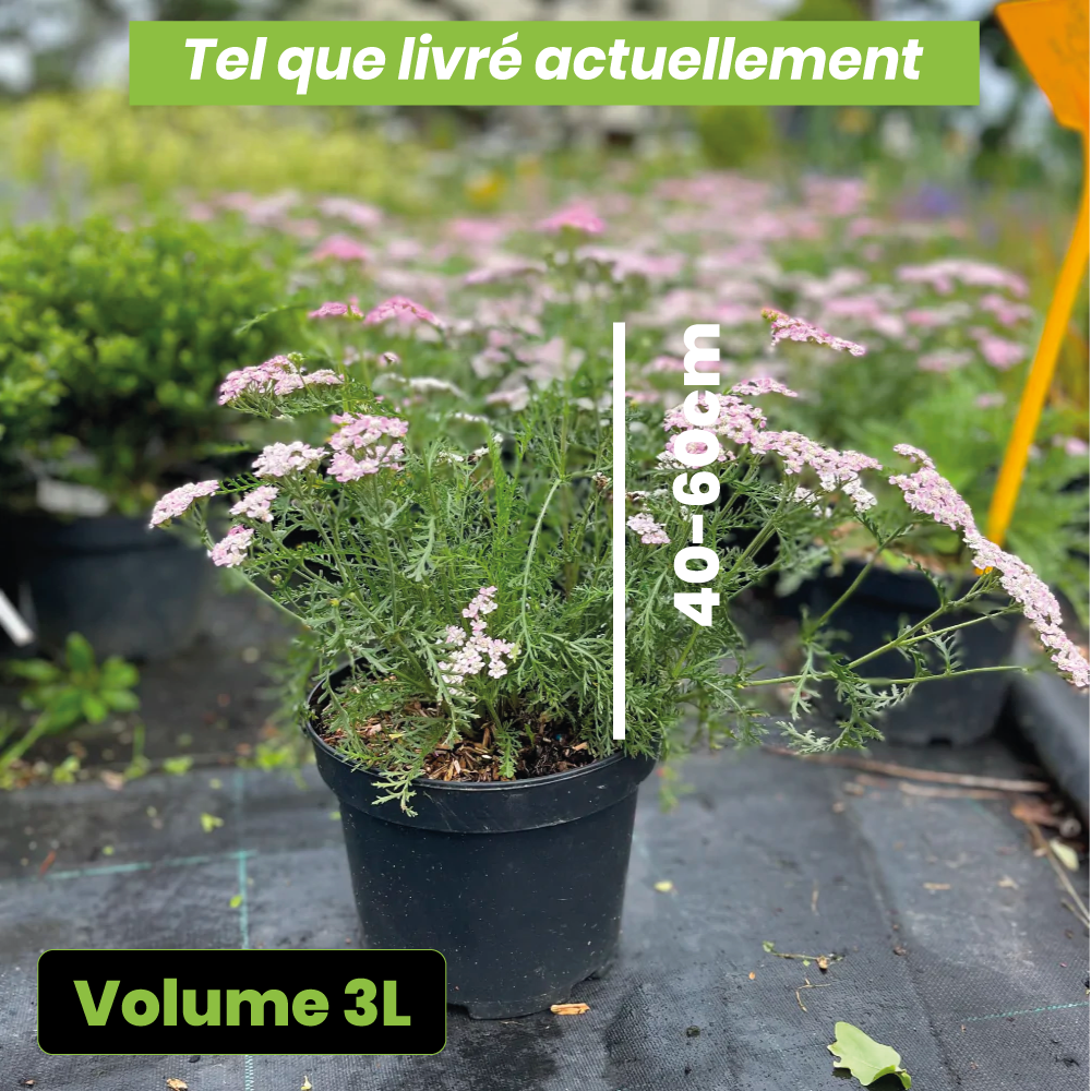 Achillea wonderfull wampee - Volume 3L / 40-60cm