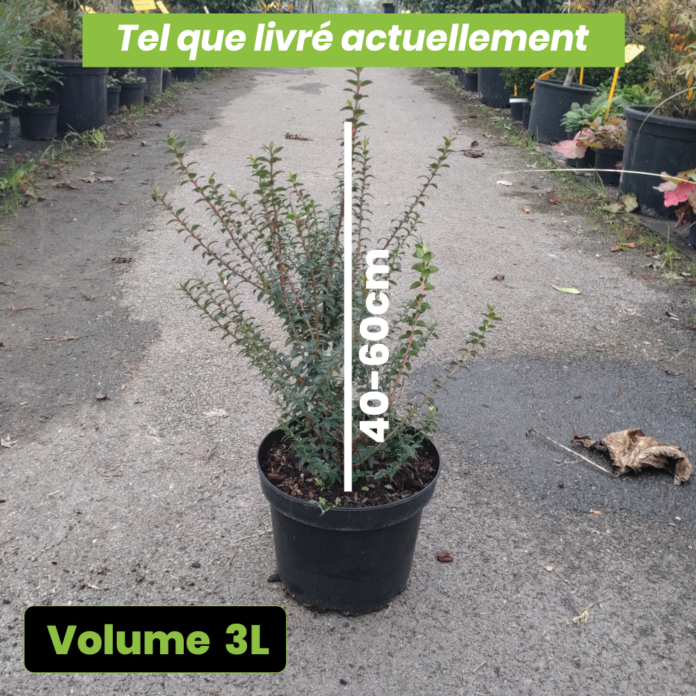 Pernettya Mucronata Bell's Seedling - Volume 3L / 40-60cm