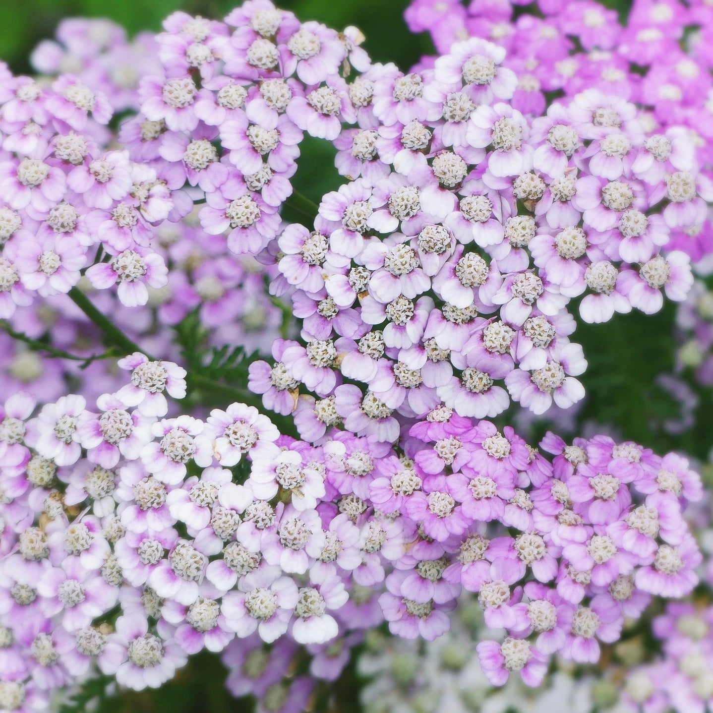 Achillea wonderfull wampee