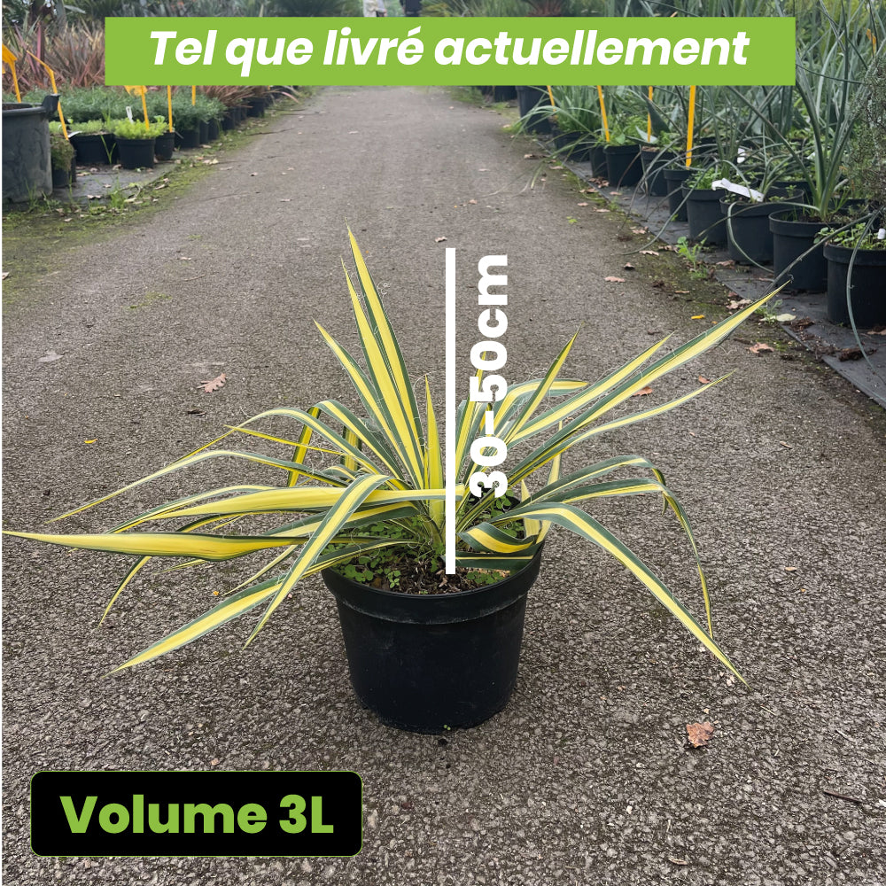 Yucca Filamentosa Gold Heart - Volume 3L / 30-50cm