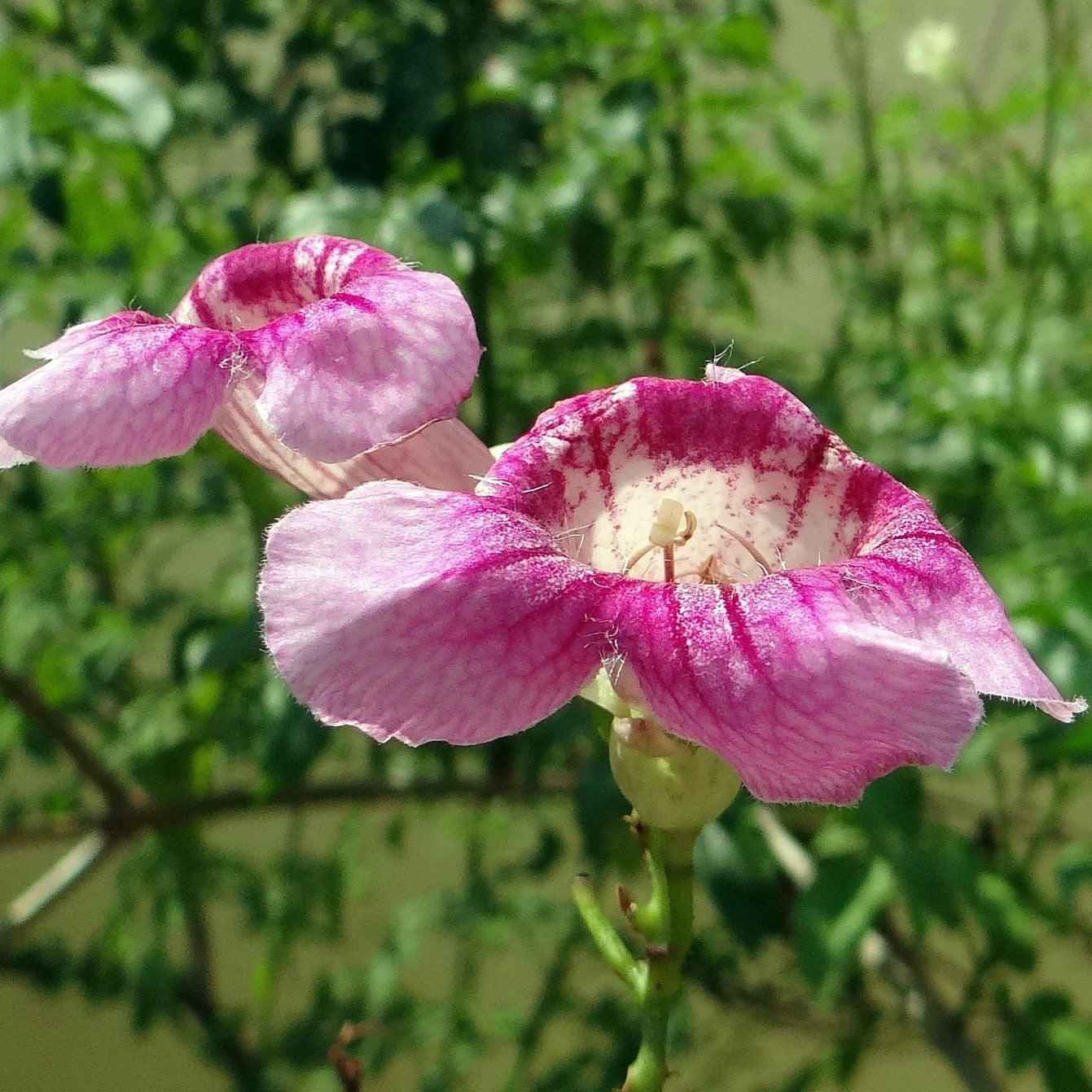 Pandorea Jasminoides Power of Beauty - Volume 3L / 50-70cm