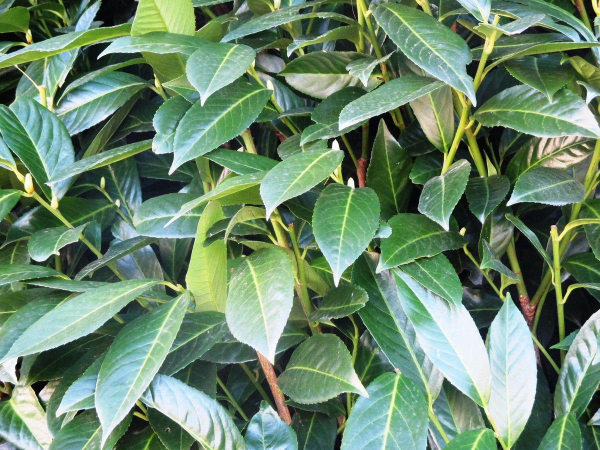 Quand planter une haie ? Pourquoi l'automne est la meilleure saison