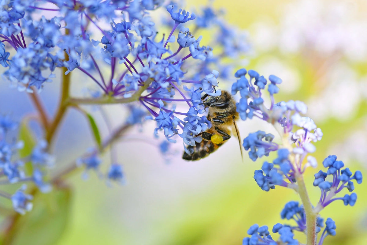 Céanothe : quand le planter et comment l'entretenir pour une floraison bleue spectaculaire