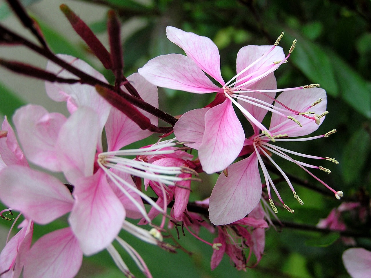 Plantes à Floraison Longue Durée : Embellissez Votre Jardin Toute la Saison