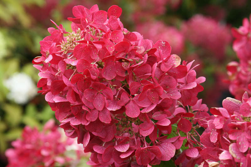 Hydrangea Paniculata "Diamant Rouge" : Un Hortensia Paniculé aux Couleurs Spectaculaires