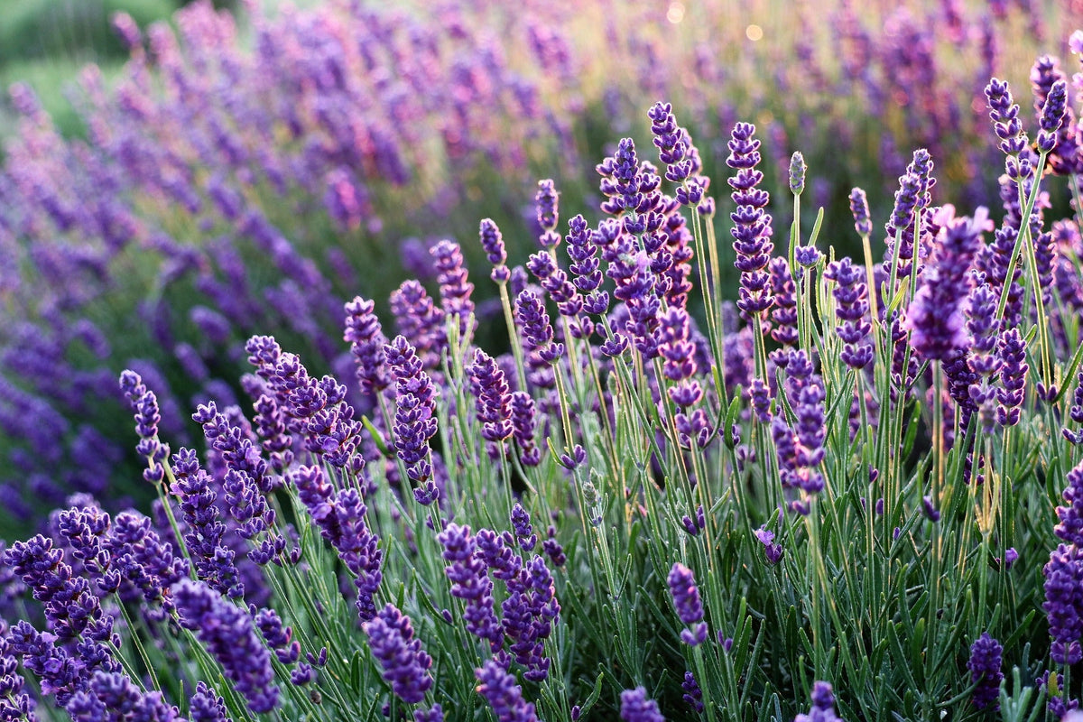 Plantes résistantes à la sécheresse : 12 végétaux pour un jardin sans arrosage
