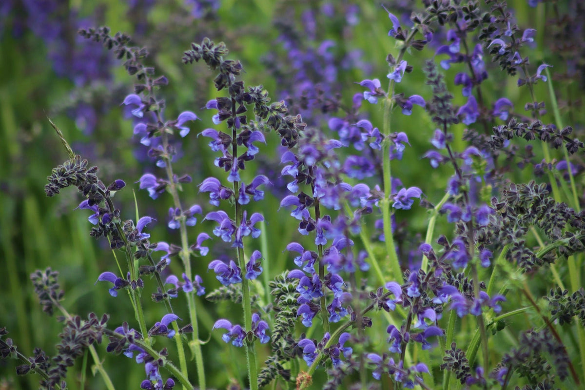 Sauge arbustive : variétés, plantation et taille pour des fleurs de mai aux gelées