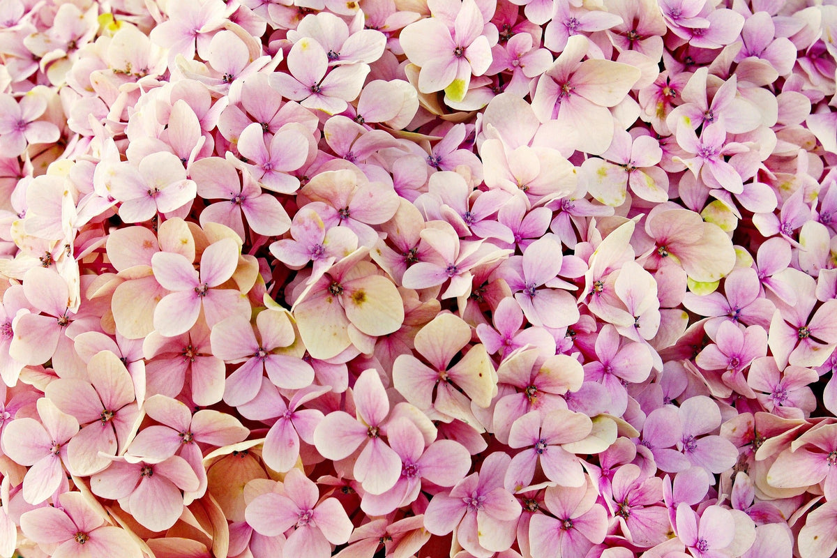 Taille des hortensias : quand et comment tailler selon la variété