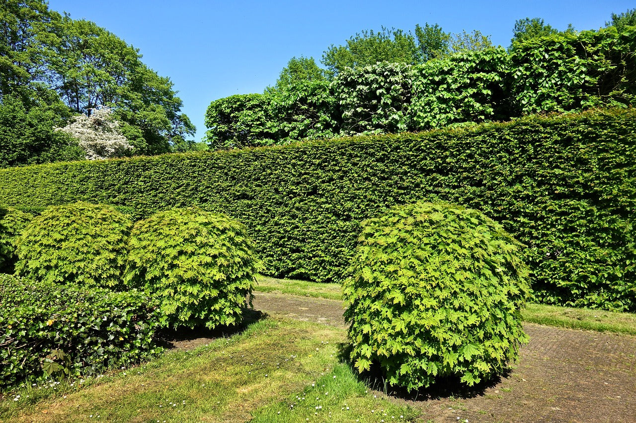 Plantes pour Haies Basses : Les Meilleures Variétés pour Structurer Votre Jardin