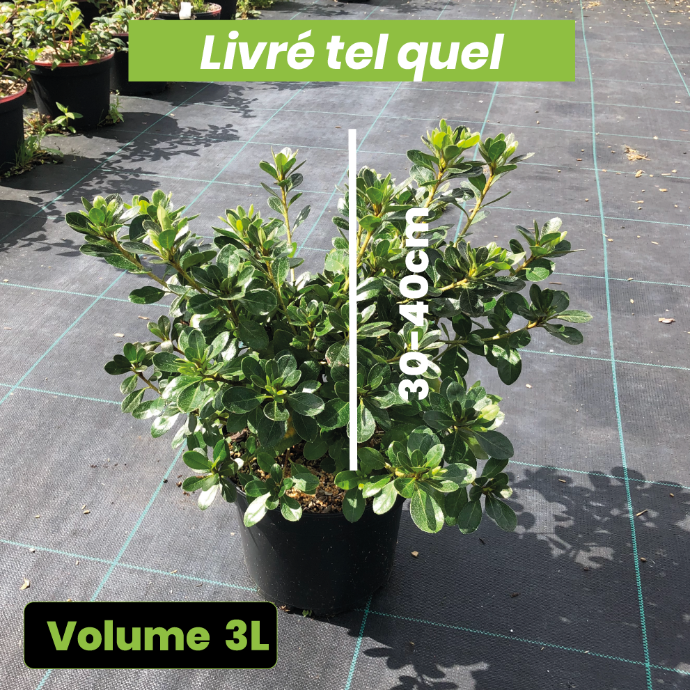 Azalea Japonica 'Dorothy Hayden' - Volume 3L / 30-40cm