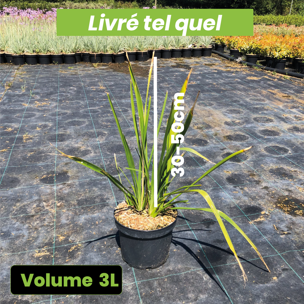 Lomandra Longifolia - Volume 3L / 30-50cm