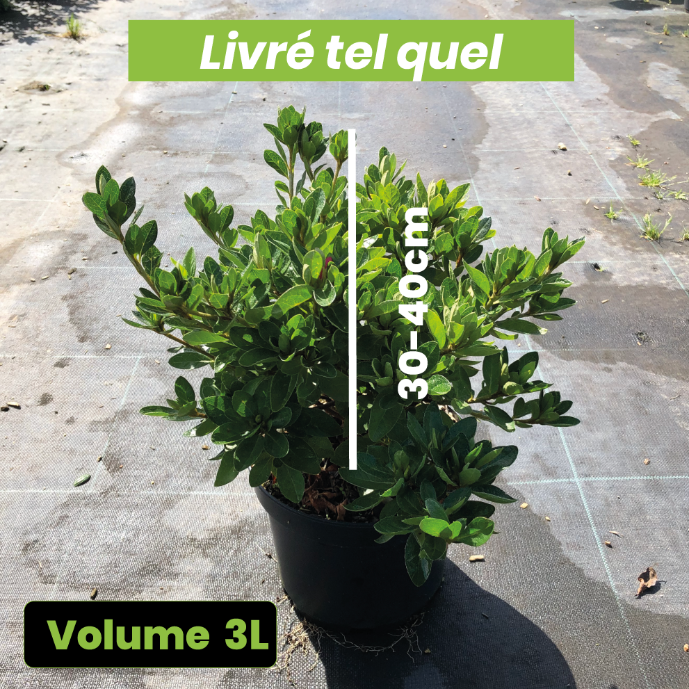 Azalea Japonica 'Lily Marleen' - Volume 3L / 30-40cm