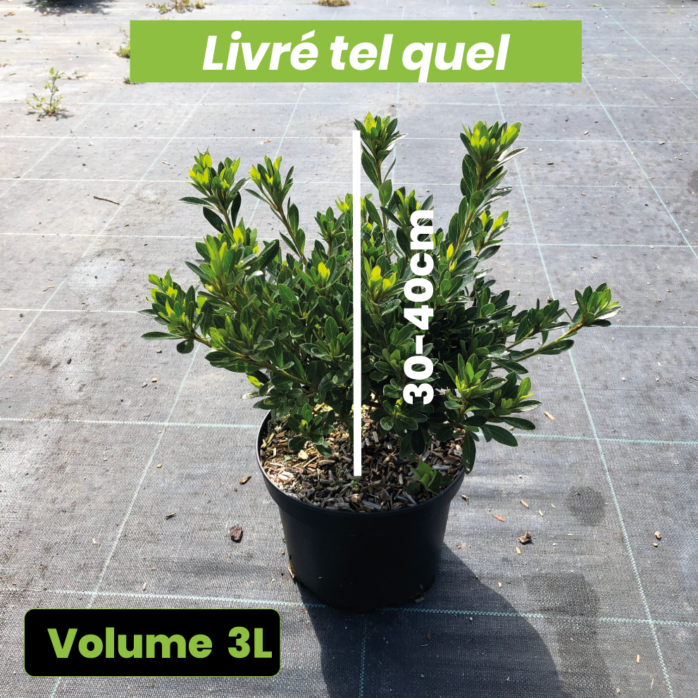 Azalea Japonica 'Macrosthemon' - Volume 3L / 30-40cm