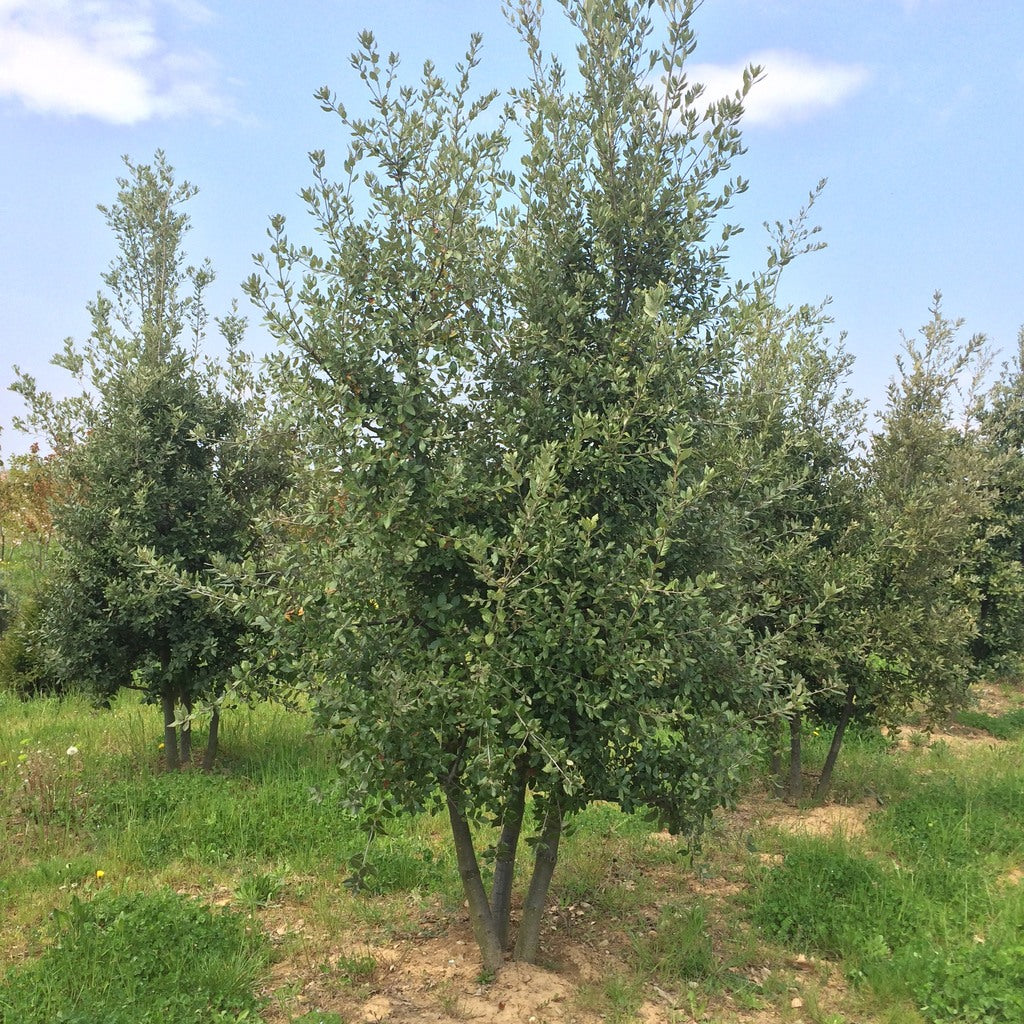 Quercus Ilex - Chêne vert - Volume 3L / 30-50cm