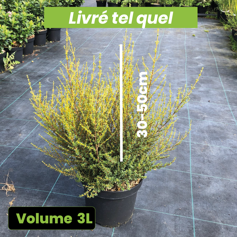 Olearia Solandri Aurea - Volume 3L / 30-50cm