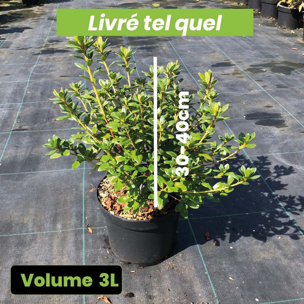 Azalea Japonica 'Orange beauty' - Volume 3L / 30-40cm