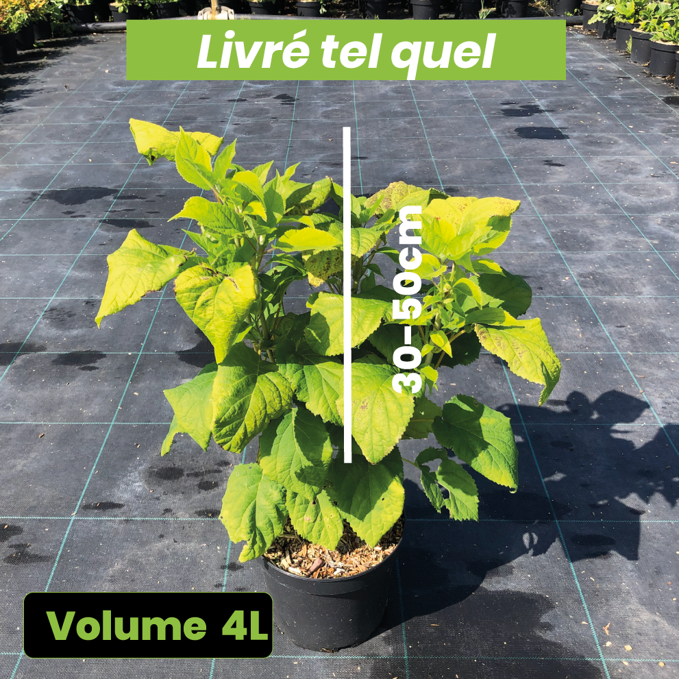 Hydrangea Arborescens 'Annabelle' - Hortensia - Volume 4L / 30-50cm