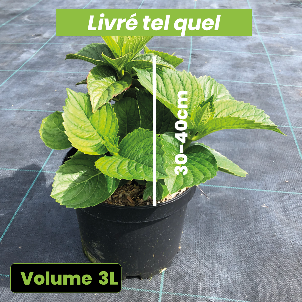 Hydrangea Macrophylla Red Baron - Volume 3L / 30-40cm